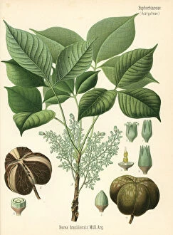 Para rubber tree or sharinga tree, Hevea brasiliensis