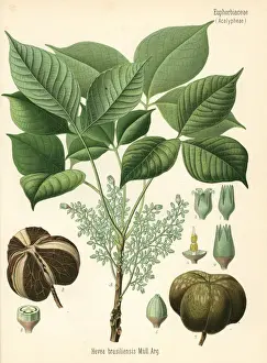 Adolph Prints: Para rubber tree or sharinga tree, Hevea brasiliensis