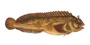 Blenny Prints: Parablennius gattorugine, or Tompot Blenny