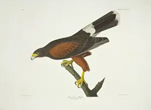 Accipitriformes Prints: Parabuteo unicinctus, Harris hawk