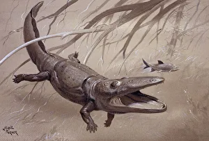 Aquatic Gallery: Paracyclotosaurus