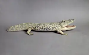 Triassic Prints: Paracyclotosaurus davidi, model