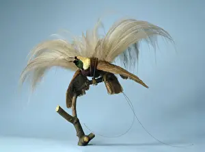Perching Prints: Paradisaea apoda, greater bird-of-paradise