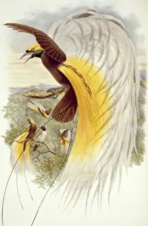 Paradisaea apoda, greater bird-of-paradise