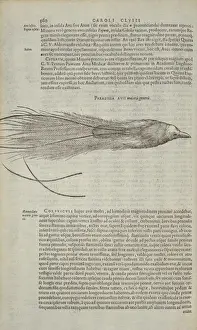Paradisaea apoda, greater bird-of-paradise