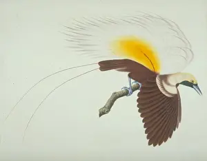 Paradisaea apoda, greater bird-of-paradise