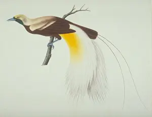 Paradisaea apoda, greater bird-of-paradise