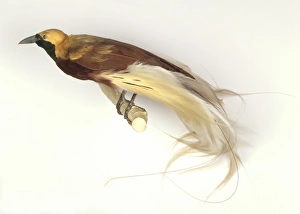 Paradisaea minor, Lesser bird-of-paradise Paradisaea minor, Lesser bird-of-paradise