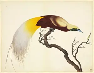 Paradisaea minor, lesser bird-of-paradise