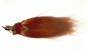 Paradisaea raggiana, Raggiana bird-of-paradise