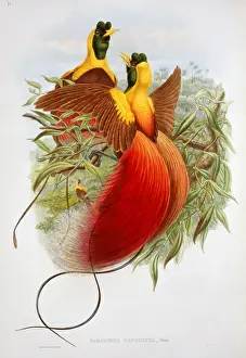 Paradisaea rubra, red bird-of-paradise