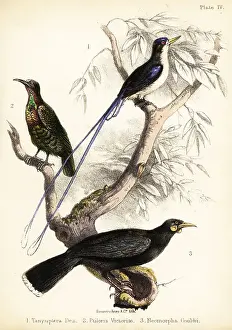 Ornithologist Prints: Paradise kingfisher, Victoria's riflebird and extinct huia