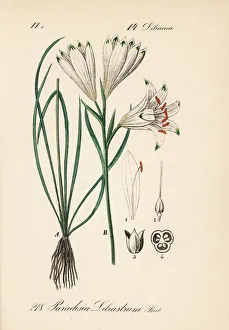 Lily Gallery: Paradise lily, Paradisea liliastrum