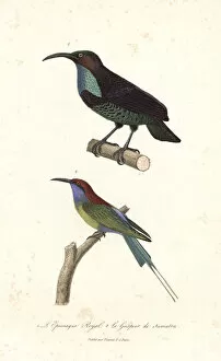 Primevere Collection: Paradise riflebird and blue-throated bee-eater