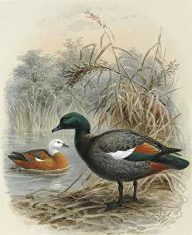 A History Of The Birds Of New Zealand Gallery: Paradise Shelduck Putangitangi