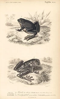 Paradoxical frog and black-spotted casque-headed tree frog