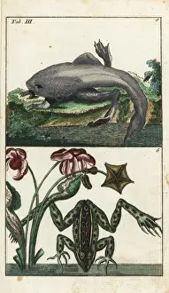 Herpetology Prints: Paradoxical frog and Labyrinthine toad-frog