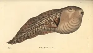 Thenaturalistsmiscellany Prints: Paradoxical frog, Pseudis paradoxa, tadpole stage