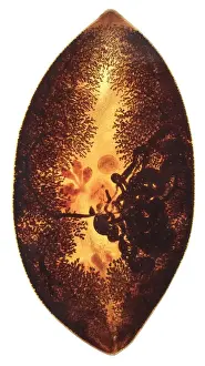 Paragonimus sp. parasitic worm
