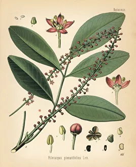 Adolph Gallery: Paraguay jaborandi, Pilocarpus pennatifolius