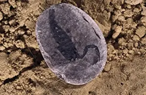 Scorpion Prints: Paraisobuthus prantli, scorpion