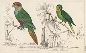 Two Parakeets - 2