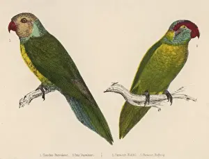 Parakeets Prints: Two Parakeets