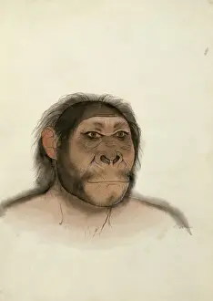 Other Prints: Paranthropus boisei (based on OH5)