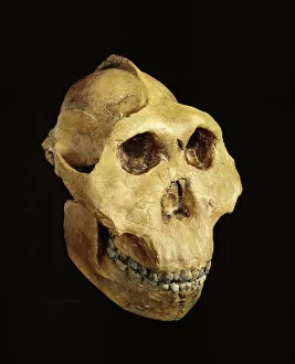 Images Dated 17th April 2013: Paranthropus boisei (Zinjanthropus) cranium (OH5)