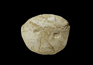 Haplorhini Gallery: Paranthropus robustus cranium with perforations