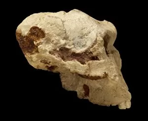 Haplorhini Gallery: Paranthropus robustus cranium (SK 48)