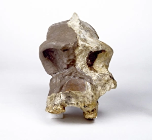 Paranthropus robustus cranium (SK46) Paranthropus robustus cranium (SK46)