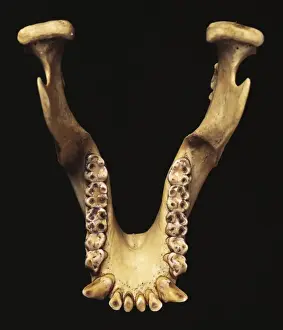 Haplorhini Prints: Paranthropus robustus jaw bone