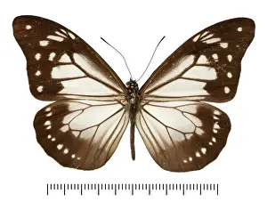 Entomological Prints: Parantica dabrerai