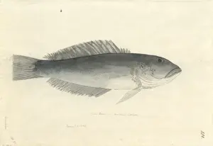 Gadus Prints: Parapercis colias, blue cod
