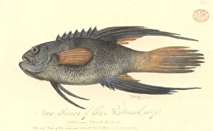 Perciform Prints: Paraplesiops bleekeri, eastern blue devil