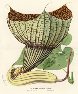 Aristolochia Prints: Pararistolochia goldieana. Vulnerable