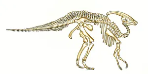 Euornithopoda Collection: Parasaurolophus skeleton