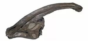 Hadrosauridae Collection: Parasaurolophus skull