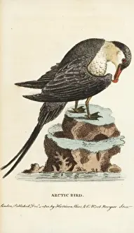 Parasitic jaeger or Arctic skua, Stercorarius parasiticus