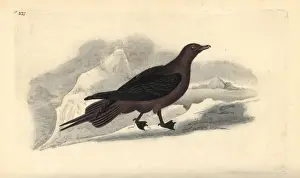 Parasitic Jaeger, Stercorarius parasiticus
