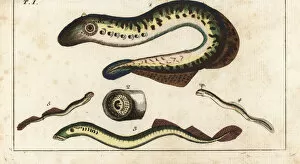 Brook Collection: Parasitic lamprey eels
