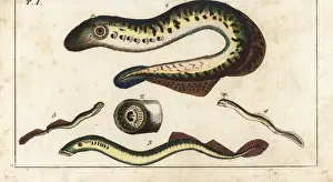 Encyclopedia Prints: Parasitic lamprey eels