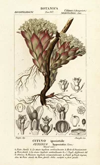 Stipple Gallery: Parasitic plant, Cytinus hypocistis