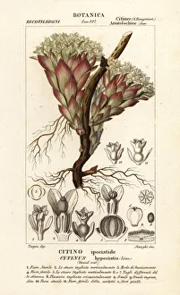 Antoine Collection: Parasitic plant, Cytinus hypocistis