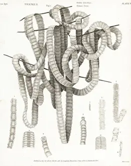 Parasite Prints: Parasitic tapeworm of the genus Taenia