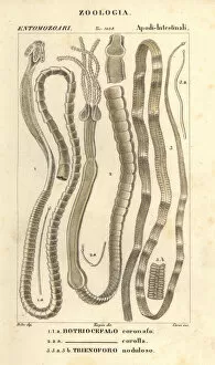 Laurent Collection: Parasitic worms and tapeworms
