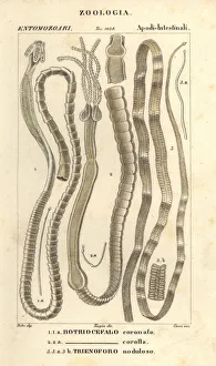 Images Dated 22nd March 2020: Parasitic worms and tapeworms