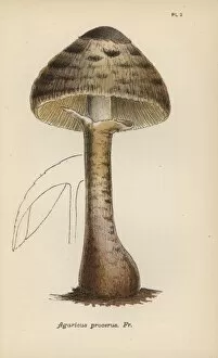 Account Gallery: Parasol mushroom, Agaricus procerus
