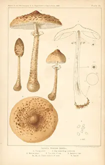 Parasol Prints: Parasol mushroom, Macrolepiota procera or Lepiota procera